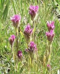 Castilleja lemmonii