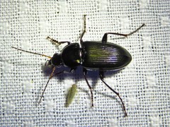 Poecilus chalcites
