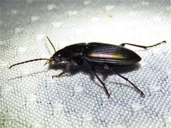 Poecilus chalcites