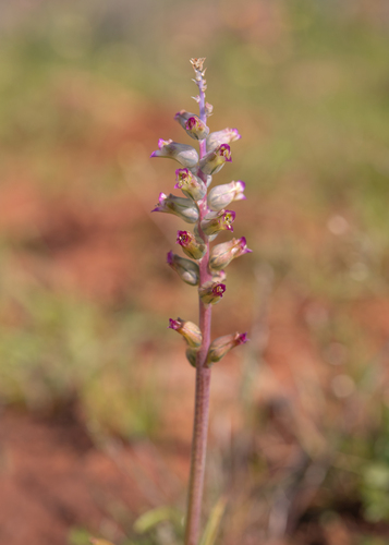 Lachenalia obscura
