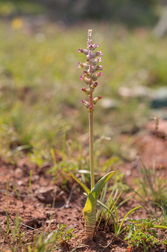 Lachenalia obscura