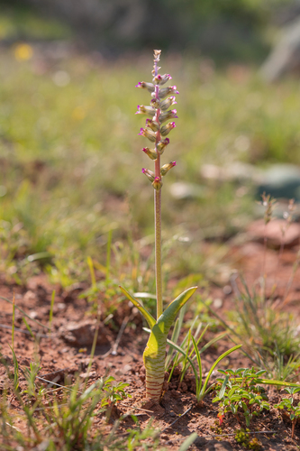 Lachenalia obscura