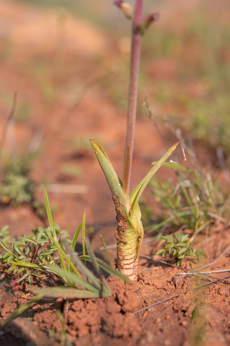 Lachenalia obscura