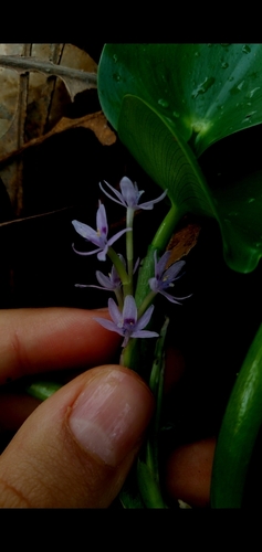 Image of Heteranthera multiflora by (c) cristianol1456, some rights reserved (CC BY-SA)