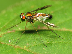 Condylostylus scaber