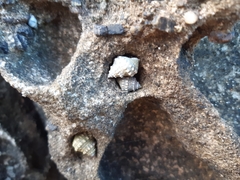 Nodilittorina pyramidalis