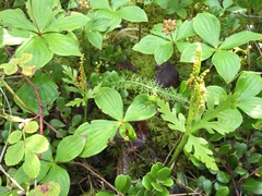 Botrychium lanceolatum