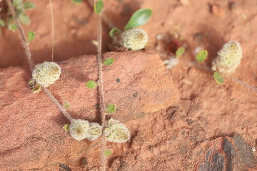 Ptilotus aervoides