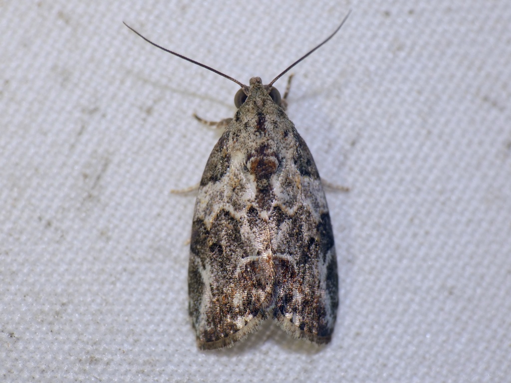 Etanna polypoecila