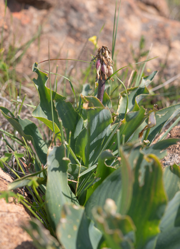 Veltheimia capensis