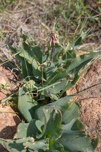 Veltheimia capensis