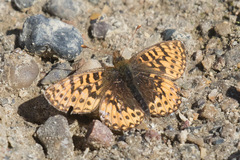 Boloria freija