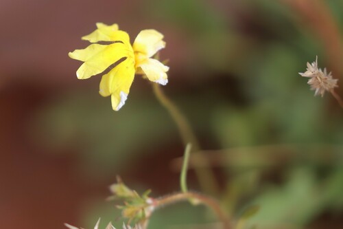Goodenia mimuloides