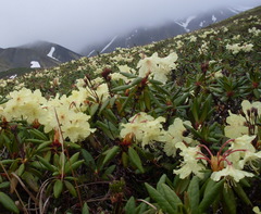 Rhododendron aureum