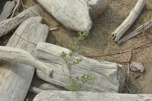 Image of Lathyrus littoralis by no rights reserved