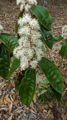 Miconia amoena
