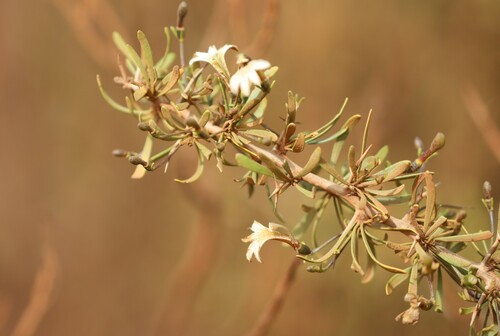 Spiny Fan-flower