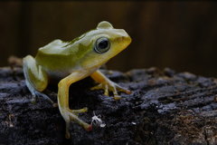 Zhangixalus taipeianus