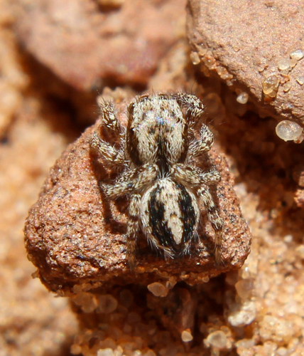 Habronattus conjunctus (Banks, 1898)
