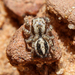Habronattus conjunctus - Photo (c) Rebecca Ray, some rights reserved (CC BY-NC), uploaded by Rebecca Ray