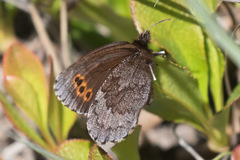 Erebia disa