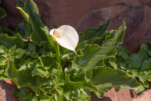 Scented arum (Zantedeschia odorata)