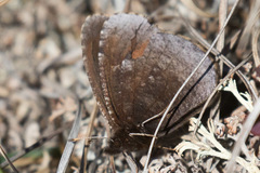 Erebia discoidalis