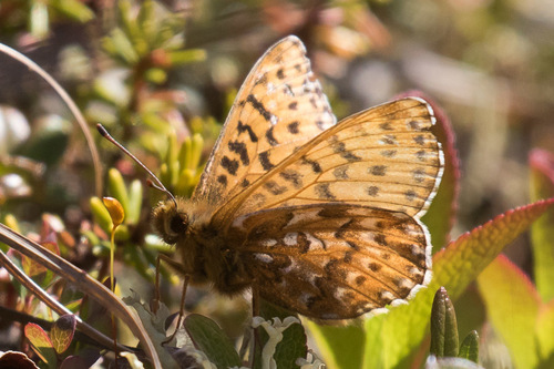 Polaris Fritillary
