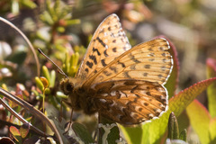 Boloria polaris