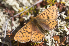 Boloria polaris