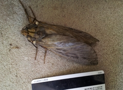 Abantiades argentata