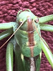 Tettigonia viridissima