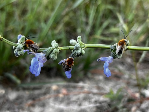 Blue Sage Longhorn Bee photographed in Mississippi