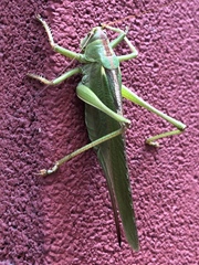 Tettigonia viridissima