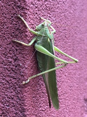 Tettigonia viridissima
