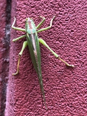 Tettigonia viridissima