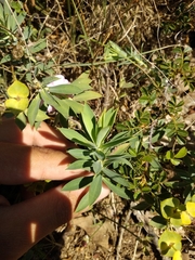 Euphorbia glareosa