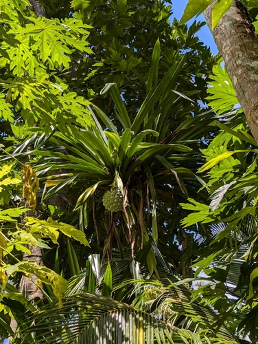 Image of Pandanus dubius by (c) Ken Puliafico, some rights reserved (CC BY)