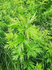 Artemisia vulgaris kamtschatica