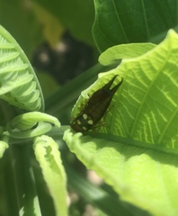 Forficula smyrnensis