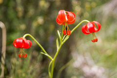 Lilium pomponium