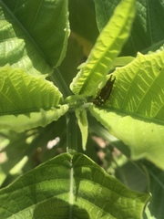 Forficula smyrnensis