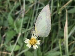 Catopsilia pomona