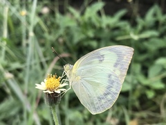 Catopsilia pomona