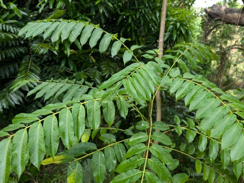 Sumac (Rhus taitensis)