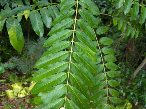 Image of Rhus taitensis by (c) Damien Wallace, some rights reserved (CC BY)