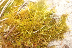 Homalothecium aeneum