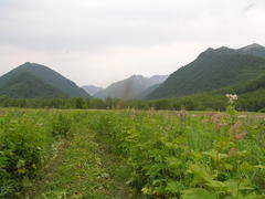 Filipendula camtschatica