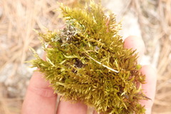 Homalothecium aeneum