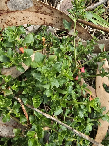 Image of Chenopodium robertianum by (c) Josh, some rights reserved (CC BY)